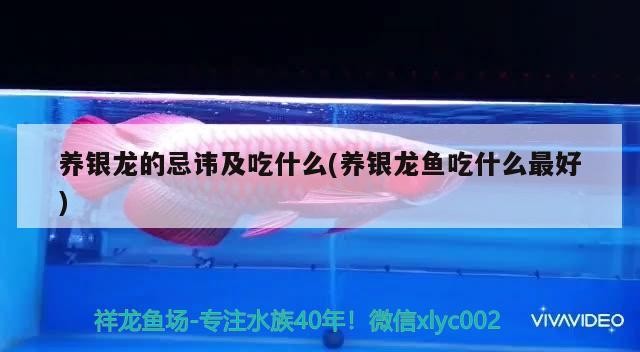 魚缸用增氧泵價格是多少:魚缸增氧機-xtrac增氧機-xtrac增氧機 養銀龍的忌諱及吃什么(養銀龍魚吃什么最好)銀龍魚的忌諱與最佳食物選擇,助你科學養護 銀龍魚百科 養銀龍的忌諱及吃什么(養銀龍魚吃什么最好)銀龍魚的忌諱與最佳食物選擇,助你科學養護 養銀龍的忌諱及吃什么(養銀龍魚吃什么最好)銀龍魚的忌諱與最佳食物選擇,助你科學養護 銀龍魚百科