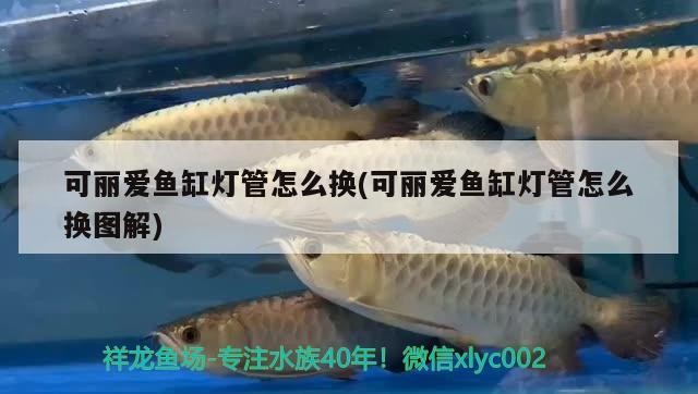 養龍魚風水，養龍魚需要注意一些風水原則，養龍魚需要多大的魚缸