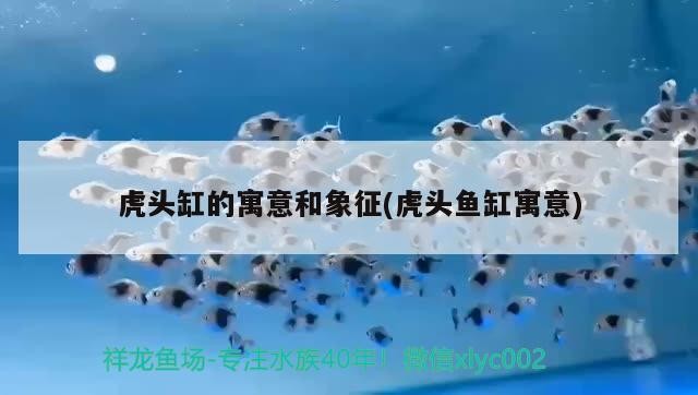 虎頭缸的寓意和象征(虎頭魚缸寓意)虎頭缸寓意與象征探秘，虎頭魚缸背后的文化