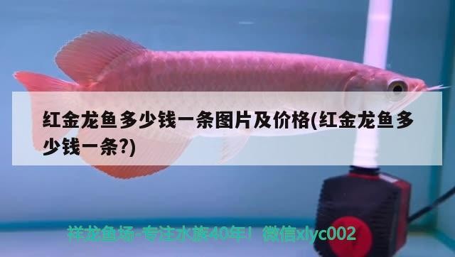 虎頭缸的寓意和象征(虎頭魚缸寓意)虎頭缸寓意與象征探秘，虎頭魚缸背后的文化