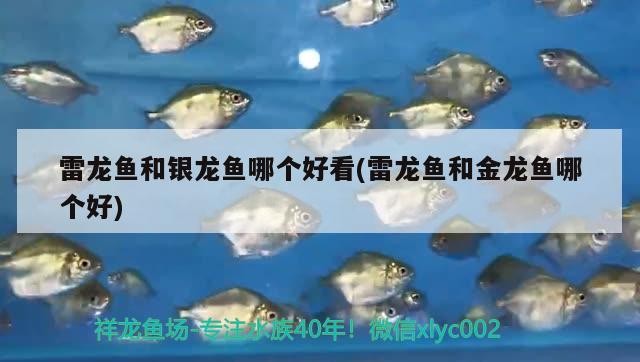 雷龍魚和銀龍魚哪個好看(雷龍魚和金龍魚哪個好)龍魚與銀龍魚、金龍魚外觀對比，哪個