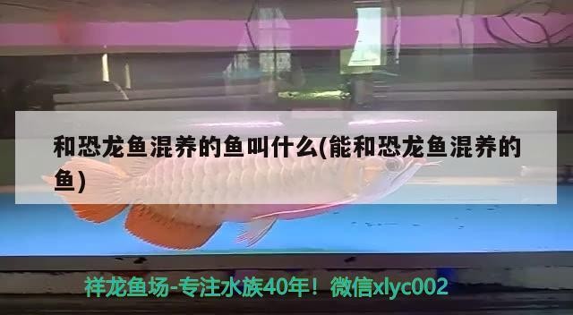 小蜜蜂感恩商家，小蜜蜂感恩商家，攜手共進，共創甜蜜商業新未來