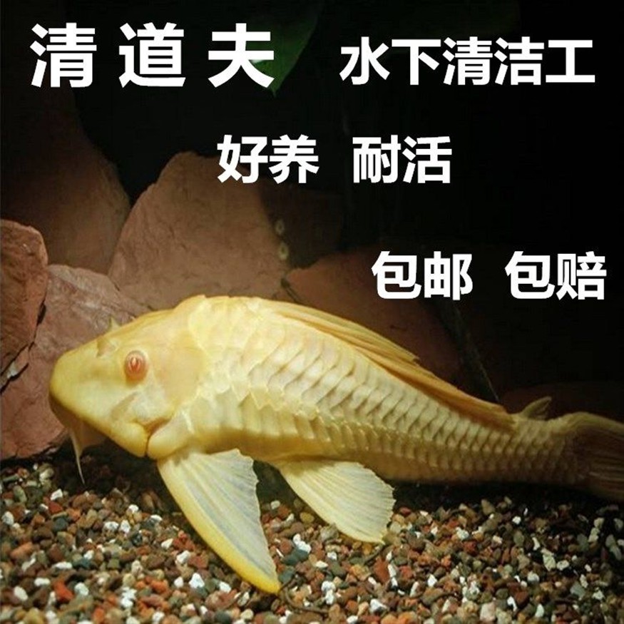 大型魚缸清潔魚選什么好養(yǎng)：大型魚缸清潔魚的種類大型魚缸清潔魚的作用和優(yōu)點，魚缸清潔魚選啥好養(yǎng)？種類、作用及優(yōu)點全