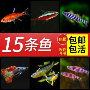 大型魚缸清潔魚選什么好養：大型魚缸清潔魚的種類大型魚缸清潔魚的作用和優點，魚缸清潔魚選啥好養？種類、作用及優點全