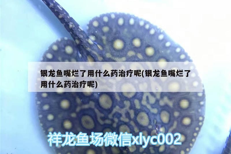 銀龍魚嘴爛了用什么藥治療呢(銀龍魚嘴爛了用什么藥治療呢)龍魚嘴爛了怎么辦？治療用藥