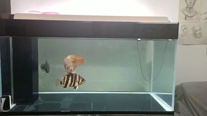 上岸出四紋印尼虎魚，出四紋印尼虎魚，品相佳狀態好，水