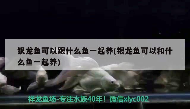 銀龍魚可以跟什么魚一起養(yǎng)(銀龍魚可以和什么魚一起養(yǎng))龍魚混養(yǎng)指南，可與哪些魚類和諧共處？