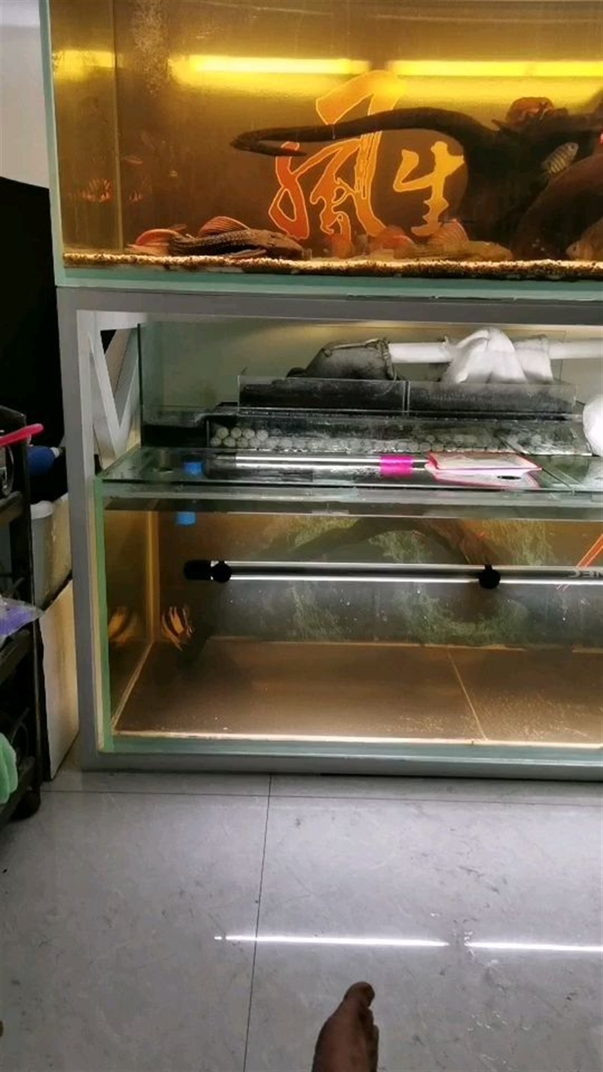 龍魚有時(shí)候趴缸會(huì)死嗎，魚趴缸是否會(huì)致死？原因、預(yù)防 龍魚有時(shí)候趴缸會(huì)死嗎，魚趴缸是否會(huì)致死？原因、預(yù)防 龍魚百科 第1張