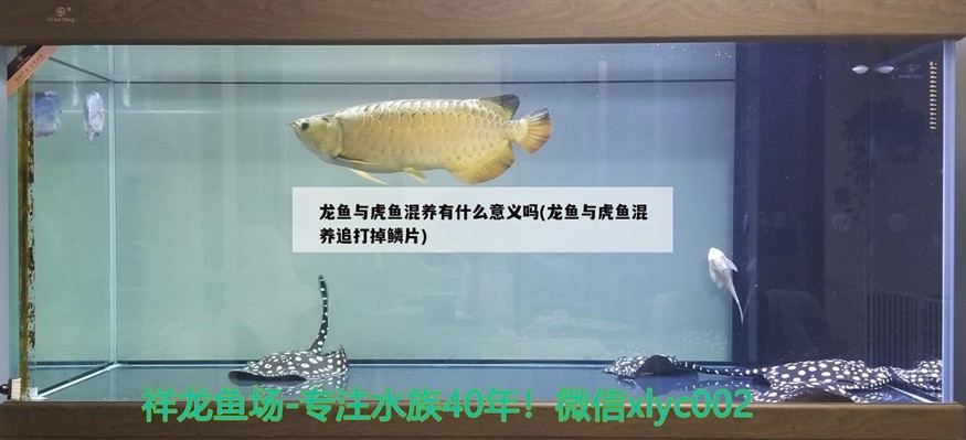 龍魚與虎魚混養有什么意義嗎(龍魚與虎魚混養追打掉鱗片)魚與虎魚混養意義何在？混養致追打掉鱗片現象引關注