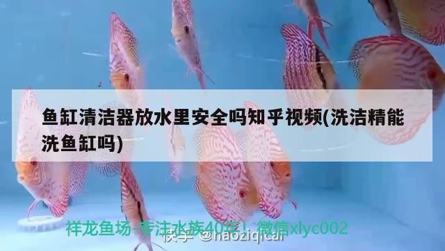 金龍魚銀卡組合(金龍魚銀卡價(jià)格)龍魚銀卡組合價(jià)格揭秘，品質(zhì)