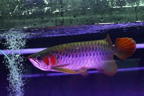 龍魚燈光選擇多少瓦，魚養殖燈光瓦數選擇，多少瓦