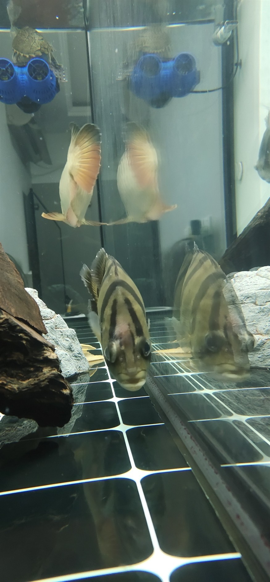 虎魚(yú)頭上有個(gè)紅包，虎魚(yú)頭上驚現(xiàn)紅包，是病癥還是特殊標(biāo)記？