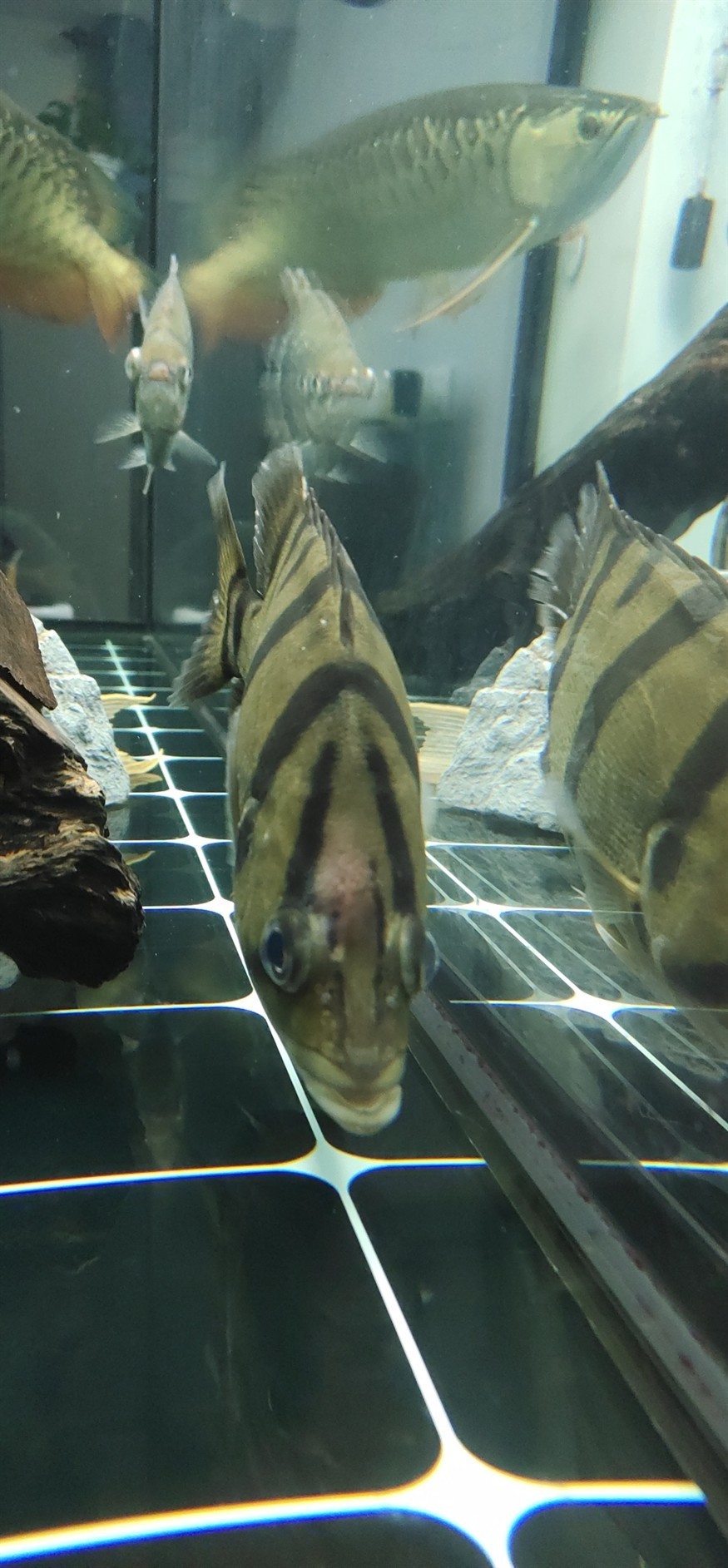 虎魚(yú)頭上有個(gè)紅包，虎魚(yú)頭上驚現(xiàn)紅包，是病癥還是特殊標(biāo)記？