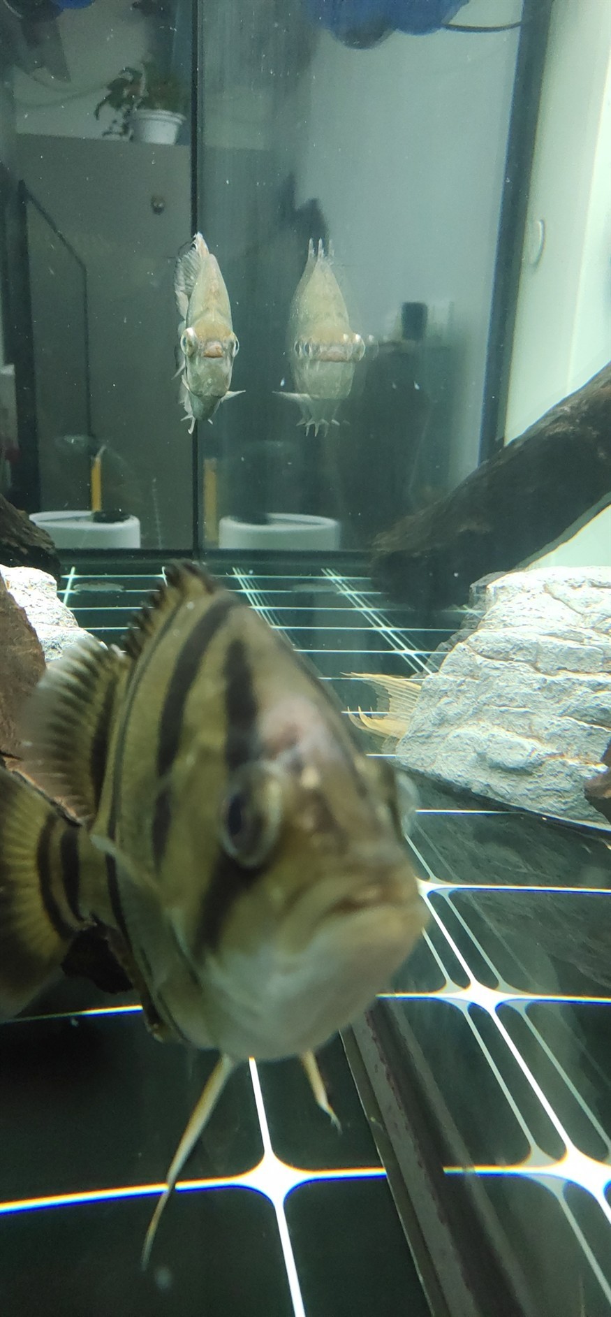 虎魚(yú)頭上有個(gè)紅包，虎魚(yú)頭上驚現(xiàn)紅包，是病癥還是特殊標(biāo)記？