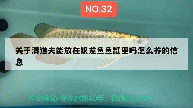 關于清道夫能放在銀龍魚魚缸里嗎怎么養的信息，道夫能否放銀龍魚缸及養護
