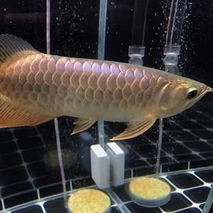 龍魚困水需要多久，魚困水時長揭秘，多久為宜及