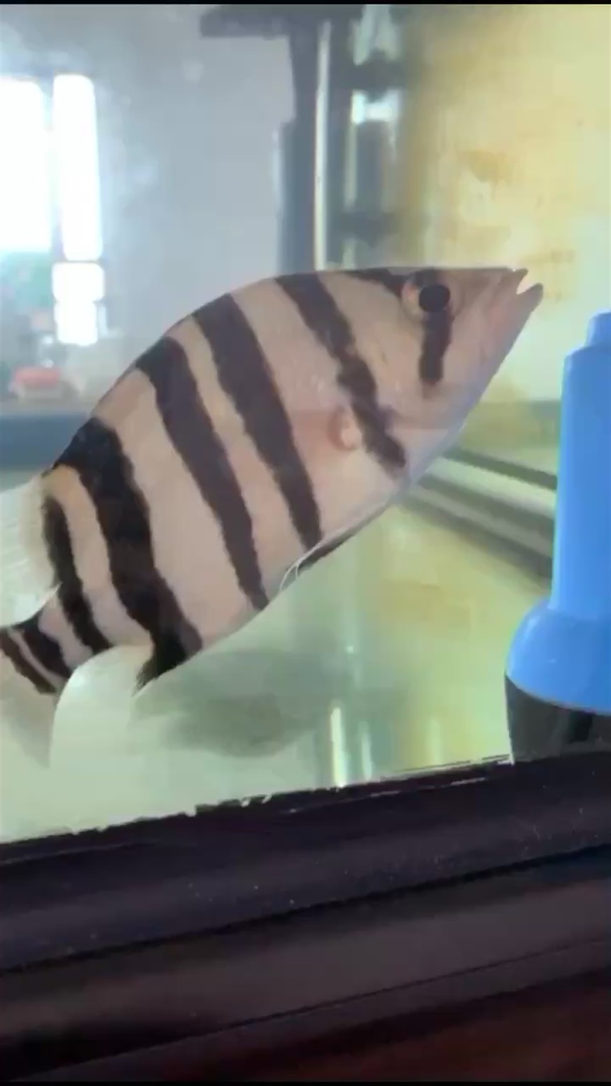 這虎魚有問題嗎？這虎魚狀態異常？是患病還是環境不適引發擔憂