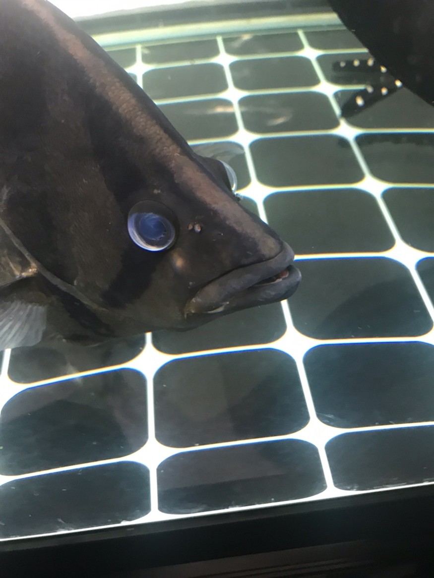 虎魚長了疙瘩，魚身上長疙瘩，是病癥還是特殊狀況？原因何在引關注