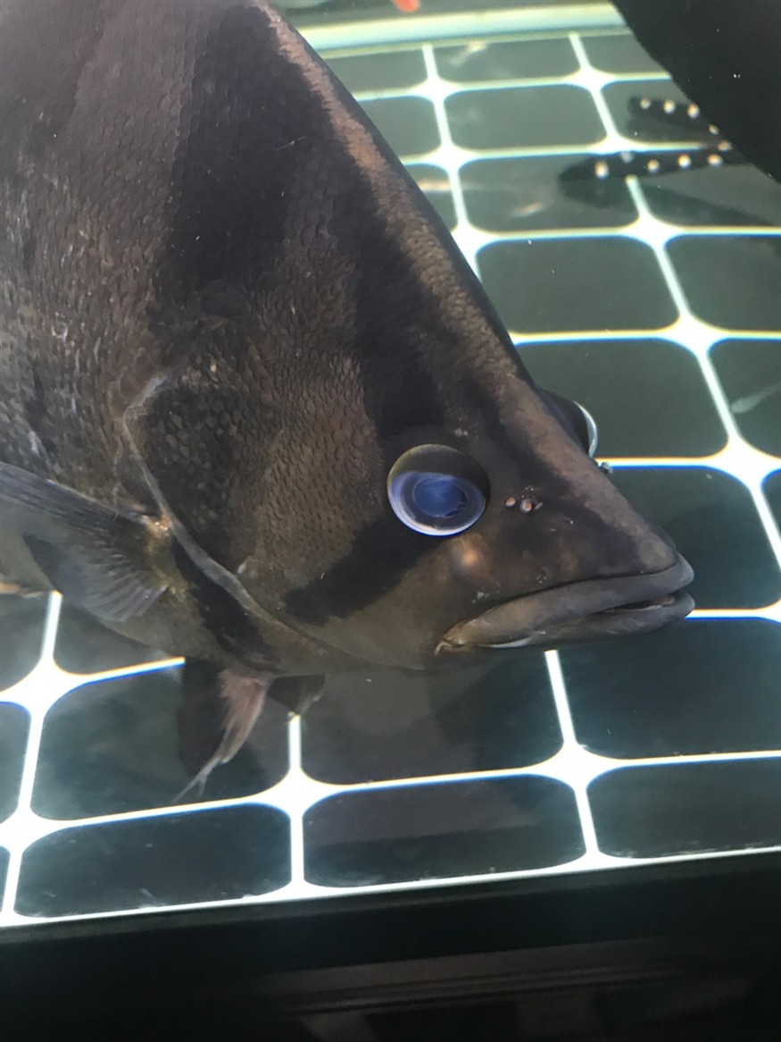虎魚長了疙瘩，魚身上長疙瘩，是病癥還是特殊狀況？原因何在引關注