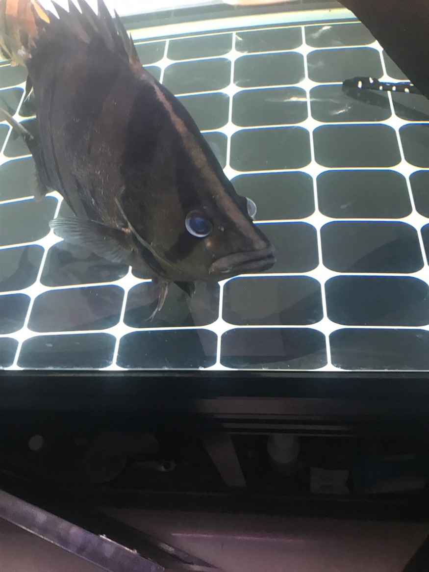 虎魚長了疙瘩，魚身上長疙瘩，是病癥還是特殊狀況？原因何在引關注