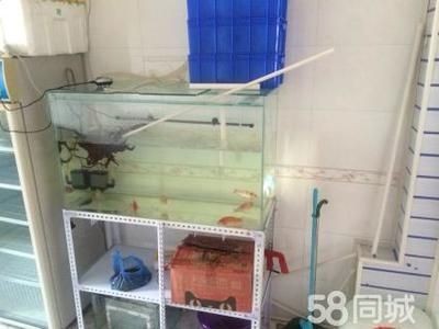搬家魚缸怎么辦：搬家時魚缸搬運的注意事項和注意事項和注意事項，魚缸怎么辦？搬運注意事項及保護技巧詳解