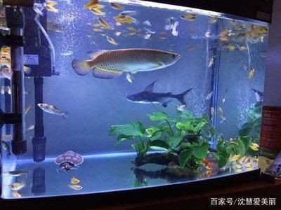 愛美麗魚缸：\"愛美麗魚缸\"搜索結果，美麗魚缸，搜索結果全解析，探尋愛美麗魚缸