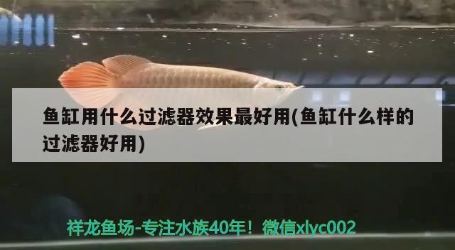鼠魚(yú)可以和虎皮混養(yǎng)嗎(鼠魚(yú)可以和虎皮混養(yǎng)嗎)魚(yú)與虎皮能否混養(yǎng)？混養(yǎng)條件及注意事項(xiàng)詳解