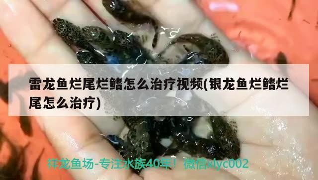 雷龍魚爛尾爛鰭怎么治療視頻(銀龍魚爛鰭爛尾怎么治療)龍魚爛尾爛鰭治療視頻，銀龍魚爛鰭爛 雷龍魚爛尾爛鰭怎么治療視頻(銀龍魚爛鰭爛尾怎么治療)龍魚爛尾爛鰭治療視頻，銀龍魚爛鰭爛 銀龍魚百科