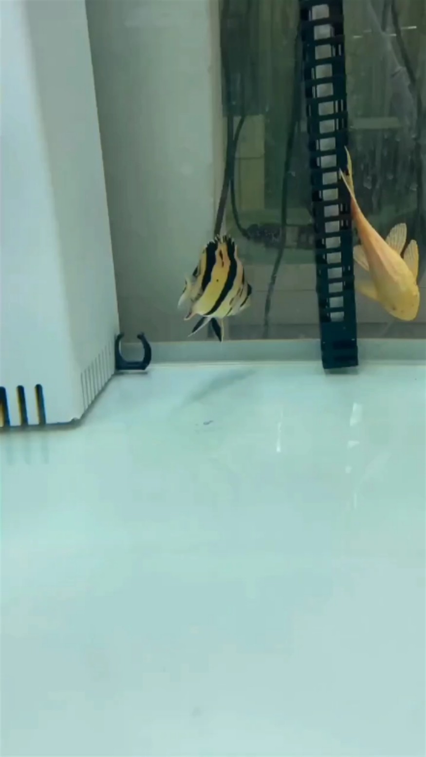 虎魚雜泰，虎魚雜泰，獨特混養生態，探索觀賞魚與水草的奇妙共處 虎魚雜泰，虎魚雜泰，獨特混養生態，探索觀賞魚與水草的奇妙共處 虎魚百科 第1張