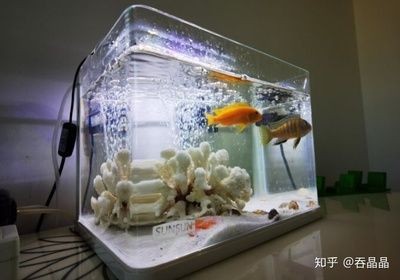 大型魚缸過濾器：大型魚缸過濾器價格，魚缸過濾器價格全解析，選購指南與