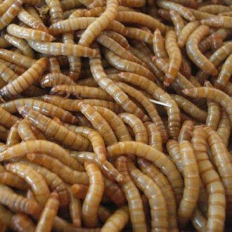 龍魚飼料排行榜第一名是誰啊，2024年龍魚飼料排行榜第一名森森/sunsun，024年森森/sunsun奪龍魚飼料排行榜首位，品質卓越獲認可