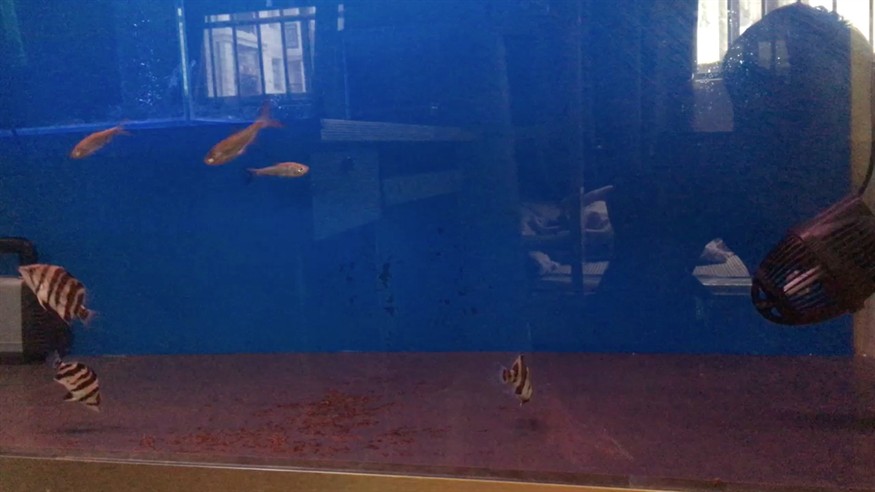 虎魚小崽狀態堅定，魚小崽狀態堅定，水中身姿
