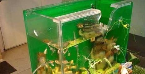 把魚缸打碎了怎么辦：魚缸破碎后的處理方法是什么魚缸破碎如何修復，打碎別慌！破碎處理方法及修復技巧 把魚缸打碎了怎么辦：魚缸破碎后的處理方法是什么魚缸破碎如何修復，打碎別慌！破碎處理方法及修復技巧 魚缸百科 第1張