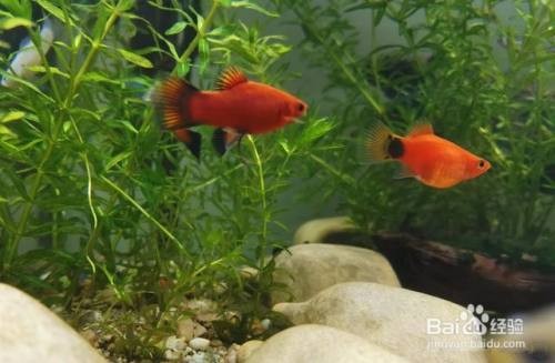 印尼小紅龍魚苗多少錢一條啊(印尼紅龍魚大概多少錢)小紅龍魚苗及成魚價格大揭秘，一條究竟多少錢 印尼小紅龍魚苗多少錢一條啊(印尼紅龍魚大概多少錢)小紅龍魚苗及成魚價格大揭秘，一條究竟多少錢 紅龍魚百科