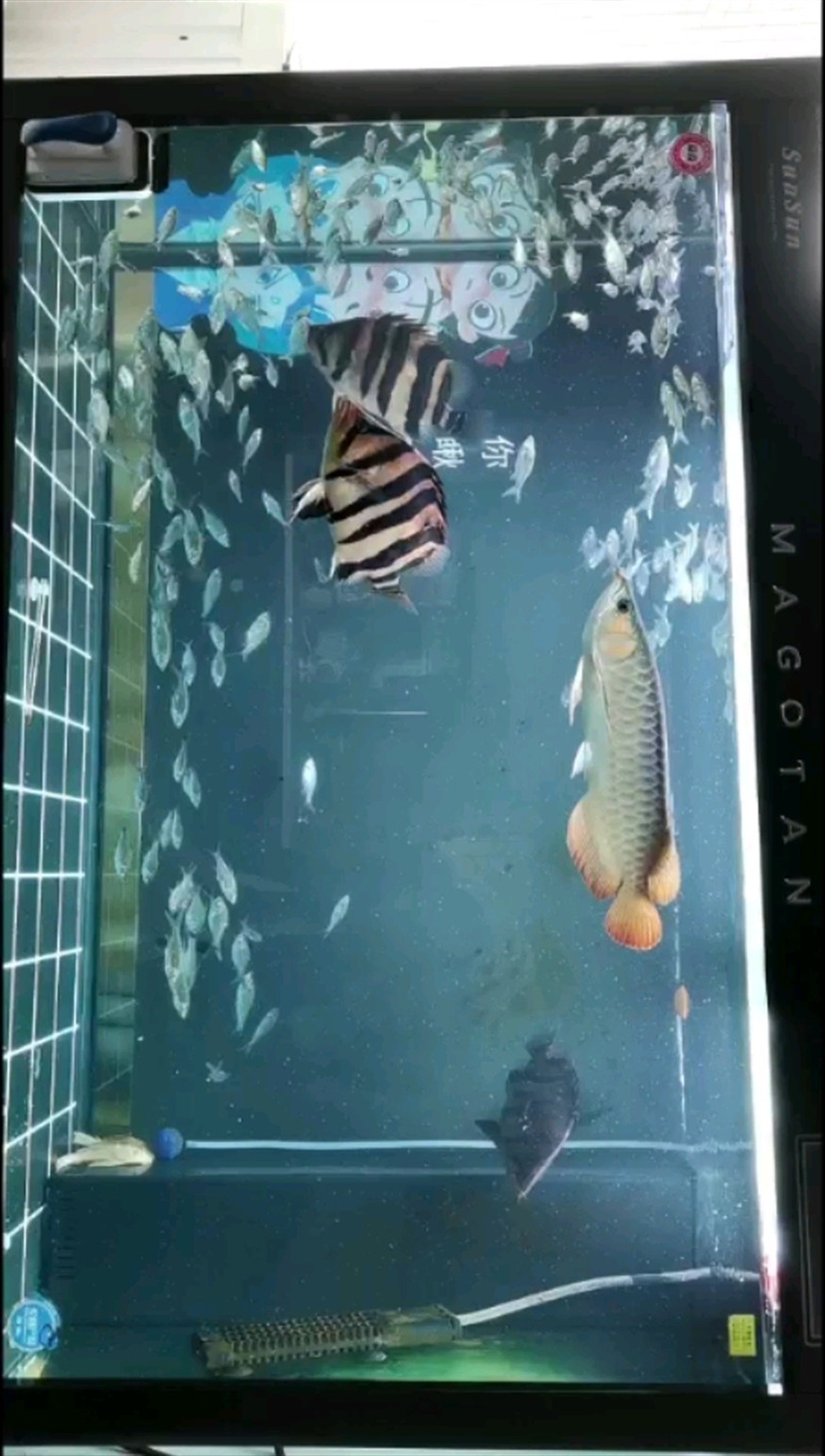 自助餐養虎魚真是長的快，餐養虎魚，營養足環境優，生長速度令人驚嘆