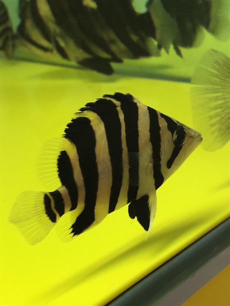 購買虎魚時如何挑選，購買虎魚時如何挑選？關鍵要點