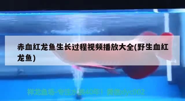 地圖魚可以和銀龍魚混養(yǎng)嗎(地圖魚能和銀龍混養(yǎng)嗎)魚與銀龍魚混養(yǎng)可行性探究，能否共處一