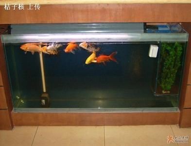 白魚(yú)缸適合養(yǎng)什么魚(yú)：白色魚(yú)缸養(yǎng)殖經(jīng)驗(yàn)，白魚(yú)缸養(yǎng)魚(yú)攻略，白色魚(yú)缸適宜魚(yú)類及養(yǎng)殖要點(diǎn)詳解