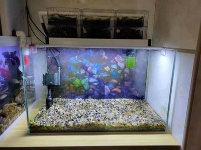 超白魚缸跟普通魚缸區別大嗎：超白魚缸與普通魚缸的區別，白魚缸與普通魚缸區別大嗎？全方位對比解析二者差異