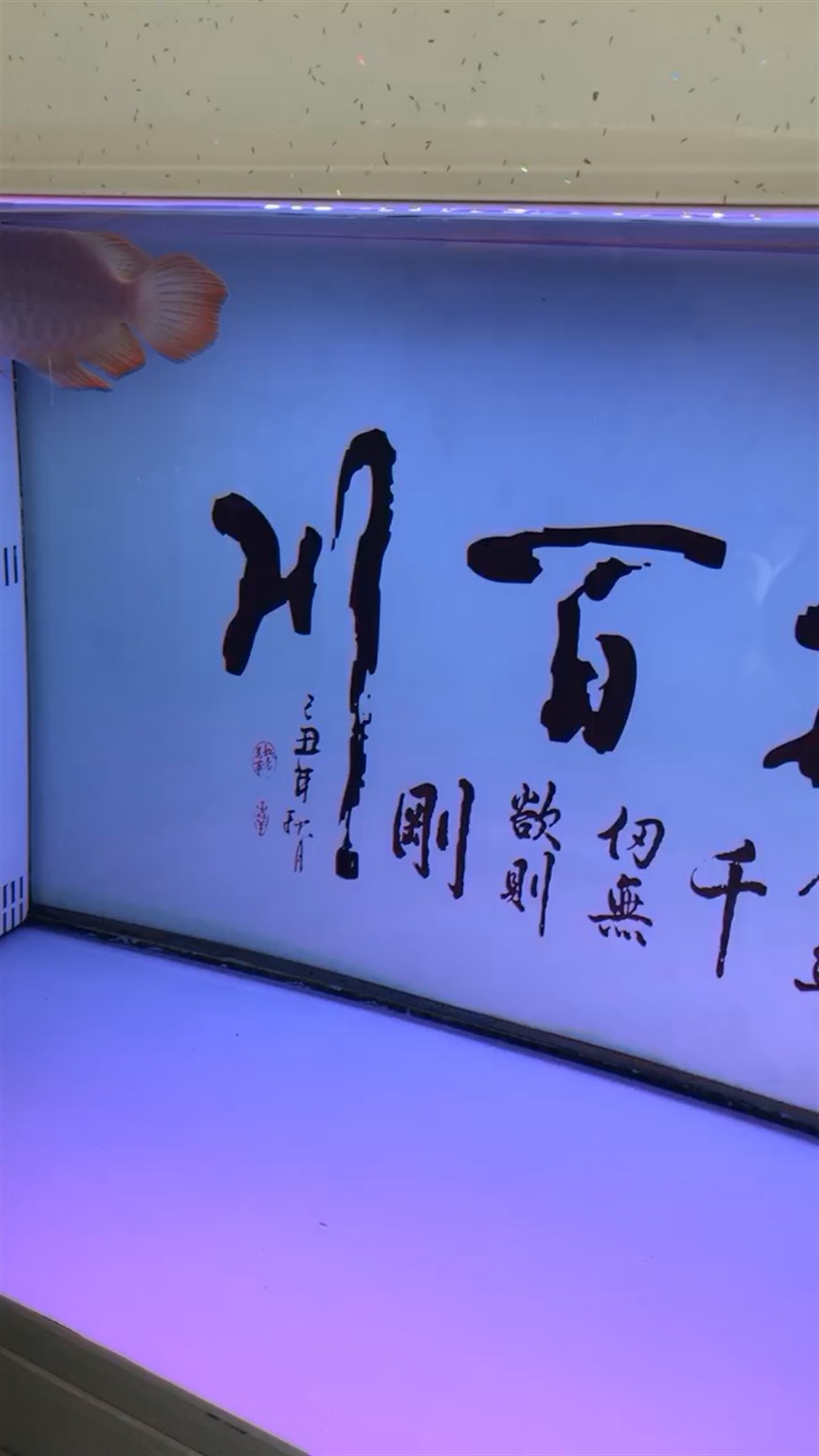 被虎魚打開了，被虎魚打開的奇妙世界，探索其背后未知的生態