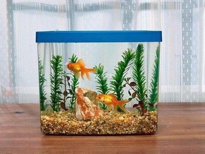 150長(zhǎng)40寬的魚(yú)缸能養(yǎng)錦鯉：150長(zhǎng)40寬的魚(yú)缸可以養(yǎng)錦鯉嗎？50長(zhǎng)40寬魚(yú)缸能否養(yǎng)錦鯉？空間、 150長(zhǎng)40寬的魚(yú)缸能養(yǎng)錦鯉：150長(zhǎng)40寬的魚(yú)缸可以養(yǎng)錦鯉嗎？50長(zhǎng)40寬魚(yú)缸能否養(yǎng)錦鯉？空間、 魚(yú)缸百科 第1張