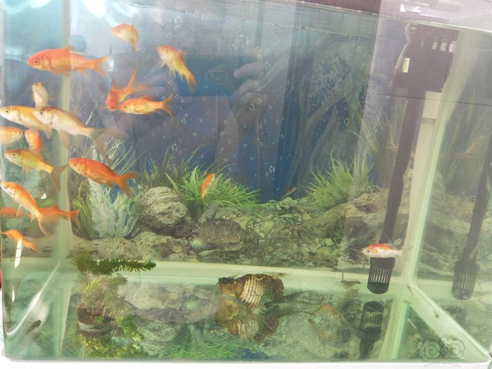 150長(zhǎng)40寬的魚(yú)缸能養(yǎng)錦鯉：150長(zhǎng)40寬的魚(yú)缸可以養(yǎng)錦鯉嗎？50長(zhǎng)40寬魚(yú)缸能否養(yǎng)錦鯉？空間、 150長(zhǎng)40寬的魚(yú)缸能養(yǎng)錦鯉：150長(zhǎng)40寬的魚(yú)缸可以養(yǎng)錦鯉嗎？50長(zhǎng)40寬魚(yú)缸能否養(yǎng)錦鯉？空間、 魚(yú)缸百科 第2張