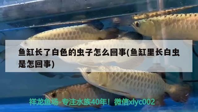 魚缸長了白色的蟲子怎么回事(魚缸里長白蟲是怎回事)長白色蟲子原因揭秘，水質(zhì)、飼料