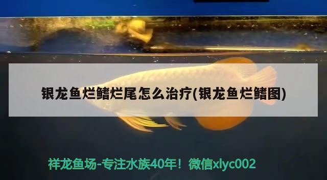 銀龍魚爛鰭爛尾怎么治療(銀龍魚爛鰭圖)龍魚爛鰭爛尾治療方法及癥狀圖解，養(yǎng)護(hù)要點
