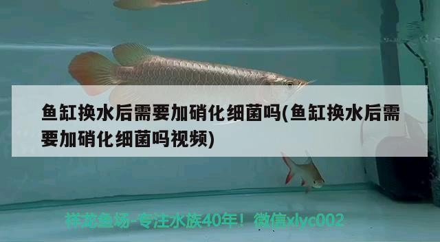 虎魚到底有多強大？，歌利亞虎魚vs鱷魚vs鱷魚，動物學家的鏡頭曾記錄下驚人一幕，魚多強大？歌利亞虎魚連戰鱷魚，動物學家