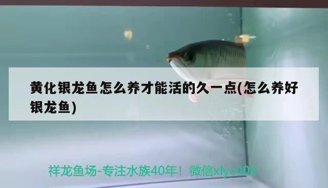 我的虎魚真菌感染了要怎么處理 黃化銀龍魚怎么養才能活的久一點(怎么養好銀龍魚)化銀龍魚養殖攻略,關鍵技巧助其長壽,養好銀龍魚必知 銀龍魚百科 黃化銀龍魚怎么養才能活的久一點(怎么養好銀龍魚)化銀龍魚養殖攻略,關鍵技巧助其長壽,養好銀龍魚必知 黃化銀龍魚怎么養才能活的久一點(怎么養好銀龍魚)化銀龍魚養殖攻略,關鍵技巧助其長壽,養好銀龍魚必知 銀龍魚百科