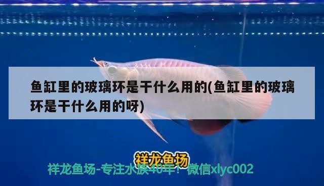 魚缸里的玻璃環(huán)是干什么用的(魚缸里的玻璃環(huán)是干什么用的呀)里的玻璃環(huán)用途揭秘，凈化水質(zhì)還是
