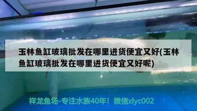 新到家的小虎魚 玉林魚缸玻璃批發在哪里進貨便宜又好(玉林魚缸玻璃批發在哪里進貨便宜又好呢)林魚缸玻璃批發,哪里進貨既便宜 銀龍魚百科 玉林魚缸玻璃批發在哪里進貨便宜又好(玉林魚缸玻璃批發在哪里進貨便宜又好呢)林魚缸玻璃批發,哪里進貨既便宜 玉林魚缸玻璃批發在哪里進貨便宜又好(玉林魚缸玻璃批發在哪里進貨便宜又好呢)林魚缸玻璃批發,哪里進貨既便宜 銀龍魚百科