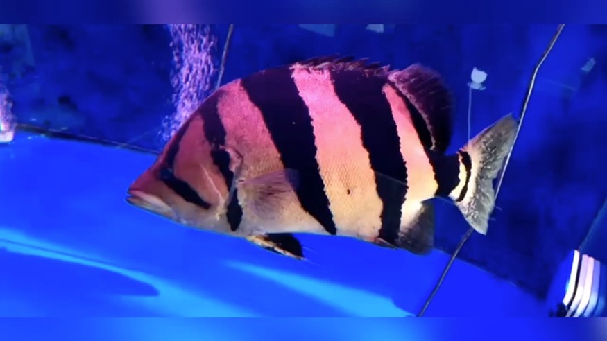 徐徐有魚說——虎魚，徐徐有魚說，探秘虎魚，領略其獨特魅力