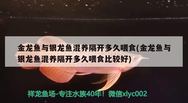 金龍魚與銀龍魚混養隔開多久喂食(金龍魚與銀龍魚混養隔開多久喂食比較好)龍魚銀龍魚混養喂食間隔多久為宜？注意事項及 金龍魚與銀龍魚混養隔開多久喂食(金龍魚與銀龍魚混養隔開多久喂食比較好)龍魚銀龍魚混養喂食間隔多久為宜？注意事項及 銀龍魚百科